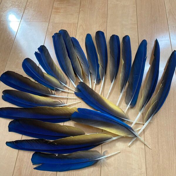 コンゴウインコ羽根