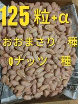 千葉県産・落花生の種(おおまさり・Qナッツ) 　１２５粒＋α　　7_画像1