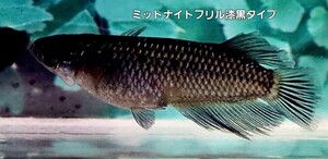 Fuji Aqua Green様で購入した上物な親から産まれた個体　ミットナイトフリル漆黒タイプ20匹　ミットナイトフリルラメタイプ20匹稚魚～幼魚