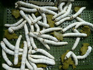 シルクワーム 極小サイズ 50匹+20%増量　シルクワームフード50g付き　カイコ　蚕　
