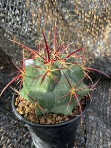 78 Theiocactus テロカクタス　紅鷹