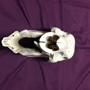 頭蓋骨 猪 イノシシ 送料無料 標本 スカル いのしし 鹿児島県産 骨格標本の画像10