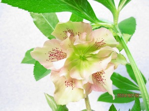 [.. shop green ..] Christmas rose 2/2 blooming ~ flower change supposition (02189) total height :37.* same packing is [ together transactions ] procedure strict observance * postage clear writing 