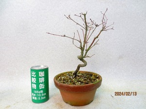 [.. shop green ..]momiji(02795 plant pot ) total height :28.* same packing is [ together transactions ] procedure strict observance * postage clear writing 