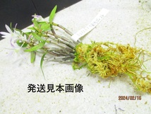 [讃岐屋緑兵衛] 長生蘭 紫金城 2/16花芽～変化想定 抜き苗発送 (021308)画像全高：21㎝＊定形外郵便発送：送料無料※鉢無/水苔(根鉢)無_画像8