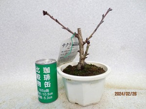 [讃岐屋緑兵衛]旭山桜(021736白丸プラ鉢)全高：24㎝※同梱包は「まとめて取引」手続厳守※送料明記　