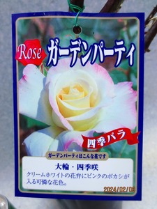 [讃岐屋緑兵衛] 四季バラ ガーデンパーティー (02650)全高：33㎝※同梱包は「まとめて取引」手続厳守※送料明記