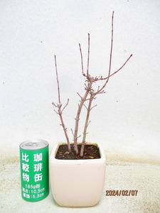 [.. shop green ..]momiji(02545 white . regular person pot ) total height :35.* same packing is [ together transactions ] procedure strict observance * postage clear writing 