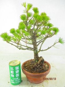 [.. shop green ..]... leaf pine (02774 plant pot ) total height :39.* same packing is [ together transactions ] procedure strict observance * postage clear writing 