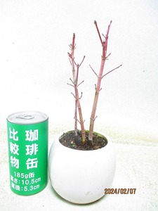 [.. shop green ..] mountain momiji(02556 white . circle pot ) total height :24.* same packing is [ together transactions ] procedure strict observance * postage clear writing 