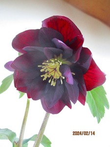 [.. shop green ..] Christmas rose 2/14 blooming ~ flower change supposition (021019) total height :34.* same packing is [ together transactions ] procedure strict observance * postage clear writing 