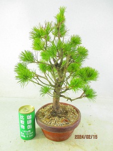 [.. shop green ..]... leaf pine (021110 plant pot ) total height :43.* same packing is [ together transactions ] procedure strict observance * postage clear writing 