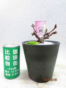 [讃岐屋緑兵衛]旭山桜 盆景風(021747黒丸プラ鉢)全高：19㎝※同梱包は「まとめて取引」手続厳守※送料明記