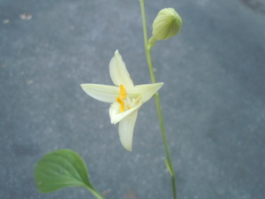 山野草◆黄花ギボウシ◆