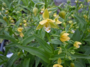 山野草◆青軸黄花カキラン◆