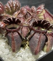 C Cephalotus follicularis Diflora Giant (Coalmine Beach × Big Boy) セファロタスフォリキュラリス ジャイアント 2号深 〜3株 食虫植物_画像1