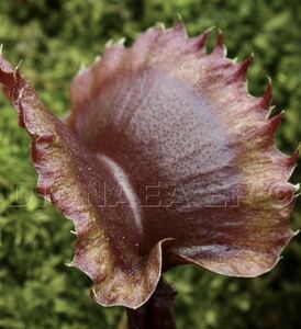 Dionaea muscipula Carnivoria Hanny WTW ディオネアマスシプラ ハエトリソウ ハエトリグサ 2号深 食虫植物 観葉植物