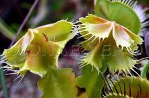 Dionaea muscipula Carnivoria Asmodeus ディオネアマスシプラ アスモデウス ハエトリソウ ハエトリグサ 2号深 食虫植物 観葉植物_画像1