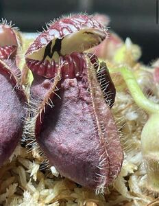 Cephalotus follicularis Chinese TCL CK セファロタスフォリキュラリス チャイニーズ 2号深 食虫植物