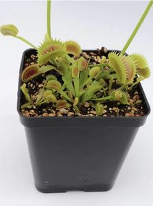 Dionaea muscipula Star GC ディオネアマスシプラ スター ハエトリソウ ハエトリグサ 2号深 食虫植物 観葉植物