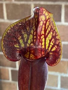 C Sarracenia purpurea Dracula サラセニア プルプレア ドラキュラ 2号 〜5株 杉山神籠園 食虫植物 観葉植物