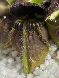 Cephalotus follicularis Eden Black David セファロタスフォリキュラリス エデンブラック 2号深 食虫植物 観葉植物