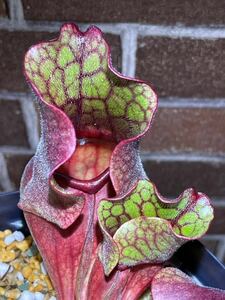 G Sarracenia purpurea 野々山園芸 サラセニア プルプレア 3号深 食虫植物 観葉植物