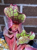 H Sarracenia purpurea 野々山園芸 サラセニア プルプレア 3号 食虫植物 観葉植物_画像1