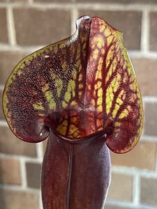 B Sarracenia purpurea Dracula サラセニア プルプレア ドラキュラ 3号深 杉山神籠園 食虫植物 観葉植物