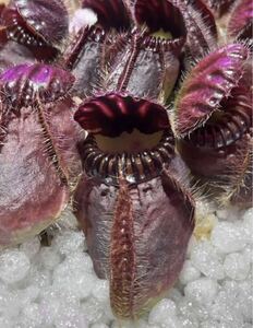 Cephalotus follicularis Mixed Seedling CK セファロタスフォリキュラリス Typical ティピカル 2号 〜2株 食虫植物 観葉植物