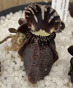 Cephalotus follicularis Brewers Beauty GJ セファロタスフォリキュラリス ブルワーズビューティー Green Jaws 5cm 食虫植物