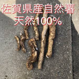 佐賀県産自然薯天然100%12日堀立土付約350g