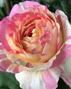 ●お庭整理●バラ苗 マルクシャガール 第四種郵便可 大輪 四季咲き ピンク　アイボリー 斑入り 桃色 バラ 薔薇 苗