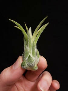 Tillandsia ionantha 'Bravo' チランジア イオナンタ ブラボー ティランジア