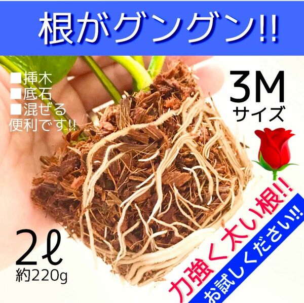 ヤシチップ3M【ポトス 斑入り モンステラ マドカズラ アイビー 柚子 桃 苺 多肉植物 韓国苗 薔薇 紫陽花 水苔等に】〇