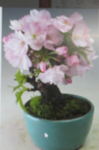 旭山桜　ミニ　桜の盆栽