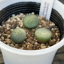 コノフィツム・フラヴム Conophytum flavum ssp. flavum (EA718 Umdaus)_画像3