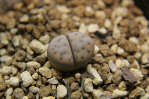 5　　リトープス・神笛玉系　Lithops dinteri ssp. frederici C180