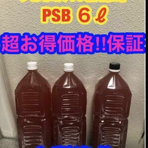 【送料無料】濃縮　光合成細菌PSB 6Lバクテリア　メダカ　めだか　金魚　グッピー　ミジンコ　稚魚　針子（2000ml）種水