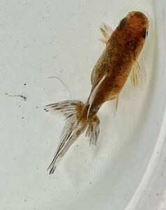 【金魚屋後藤家】ジャンボオランダ獅子頭東タイプ明け2歳11㎝送料特典有り！良福観賞魚作No.６