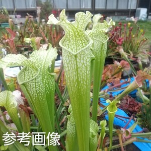 食虫植物 サラセニア Sarracenia Hybrids leucophylla green x rubra subsp. gulfensis green MK H50 増殖株 (2芽+新芽1入り)①