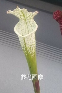 食虫植物 サラセニア Sarracenia leucophylla ‘Wide Food’ ×Ruby Joyce’ 増殖品(3芽入り)