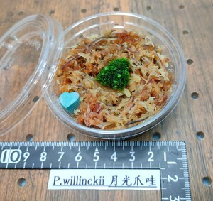  P.willinckii 月光爪哇　前葉体　ウィリンキー　ビカクシダ　透明ラベルシール付き #２ビカクシダ willinckii Platycerium