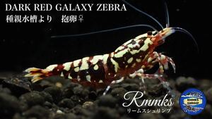 【Rmmks（リームス）】　DARK RED GALAXY ZEBRA 種親水槽より　抱卵中の♀ ＋ご希望の方はおまけ♂ 