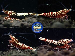 【Rmmks-shrimp（リームス）】DARK RED GALAXY ZEBRA 抱卵2匹＋♂2匹の4匹　２ペア　画像の個体　