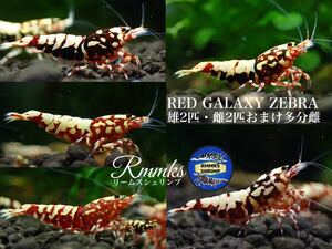 【Rmmks（リームス）】　RED GALAXY ZEBRA レッドギャラクシー　雌2匹＋雄2匹の２ペア＋おまけ多分雌の繁殖5匹セット　