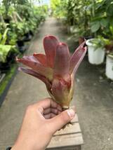 ネオレゲリア・バルカン　★　Neoregelia Valcan_画像3