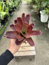 ネオレゲリア・バルカン　★　Neoregelia Valcan_画像6