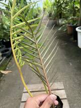 フィロデンドロン・トータム ★ Philodendron Tortum_画像6