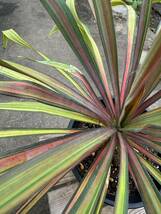 ユッカ・レクルビフォーリア・バナナスプリット ★ Yucca Recurvifolia Banana-Split_画像4